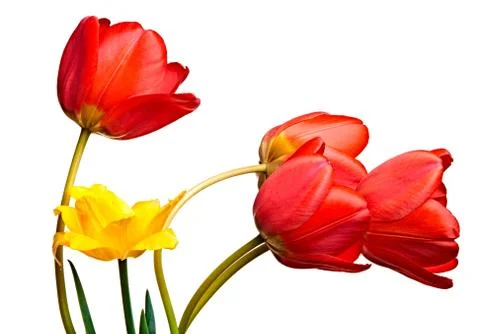 Spring tulips Isolated on white Stock Photos