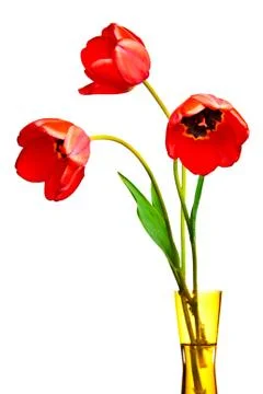 Spring tulips Isolated on white Stock Photos