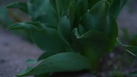 Spring - tulips movement Stock Footage