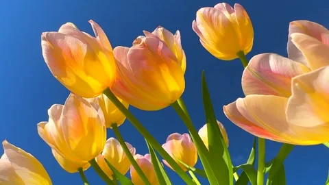 Spring tulips over blue sky background. Bright Tulips flower blooming Stock Footage 324787858