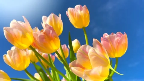 Spring tulips over blue sky background. Bright Tulips flower blooming Stock Footage 324787860