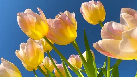 Spring tulips over blue sky background. Bright Tulips flower blooming in spring  Stock Footage 341894833