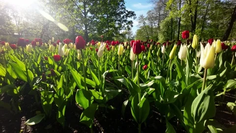 Spring tulips in the park on a sunny clear day. Stock Footage 196133714