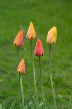 Spring tulips Stock Photos