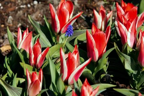 Spring tulips Stock Photos