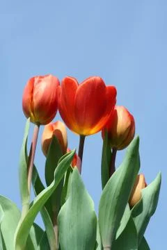 Spring tulips Stock Photos