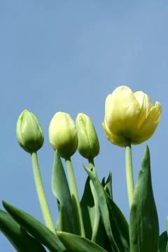 Spring tulips Stock Photos