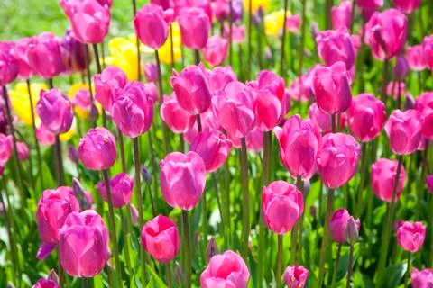 Spring tulips Stock Photos