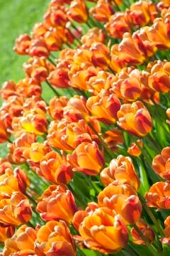 Spring tulips Stock Photos