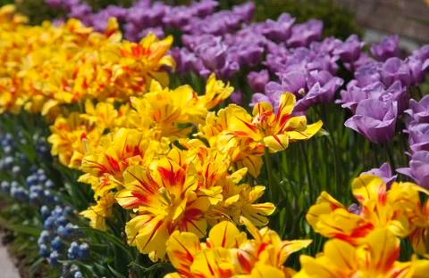 Spring tulips Stock Photos