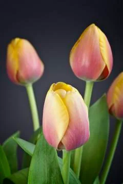 Spring tulips Stock Photos