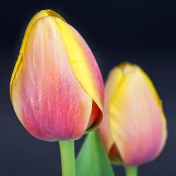 Spring tulips Stock Photos
