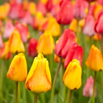 Spring tulips Stock Photos