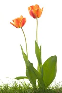 Spring tulips Stock Photos
