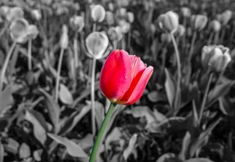 Spring tulips Foto stock