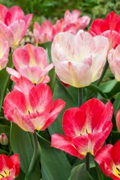 Spring tulips Stock Photos
