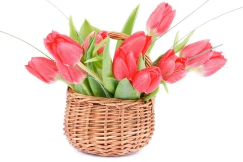 Spring tulips Stock Photos