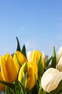 Spring tulips Stock Photos