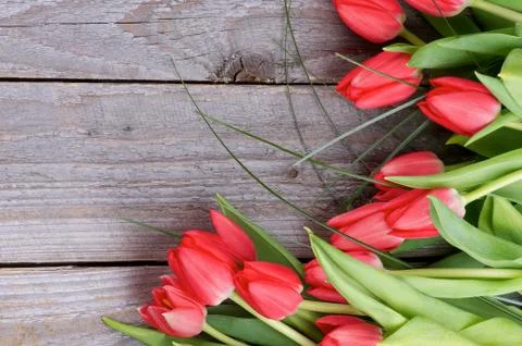 Spring tulips Stock Photos