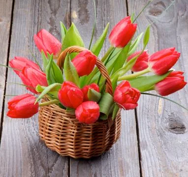 Spring tulips Stock Photos