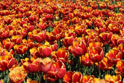 Spring tulips Stock-Fotos