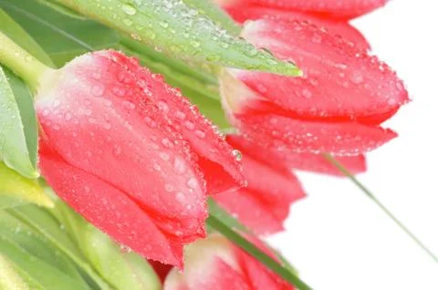 Spring tulips Stock Photos