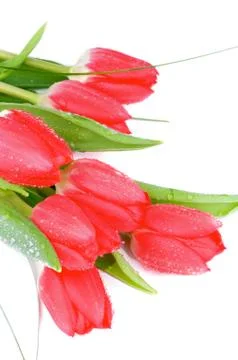 Spring tulips Stock Photos