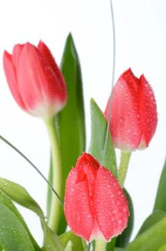 Spring tulips Stock Photos