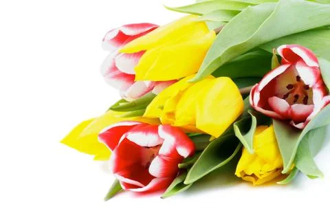 Spring Tulips Stock Photos