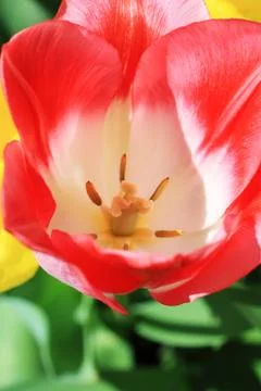 Spring tulips Stock Photos