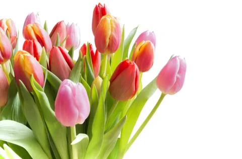 Spring tulips Stock Photos