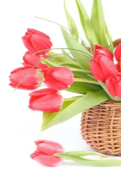 Spring Tulips Stock Photos