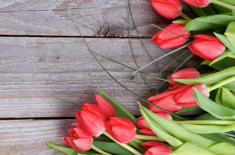 Spring Tulips Stock Photos