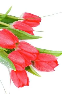 Spring Tulips Stock Photos