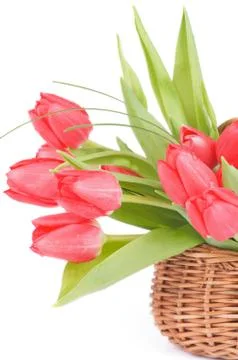 Spring Tulips Stock Photos
