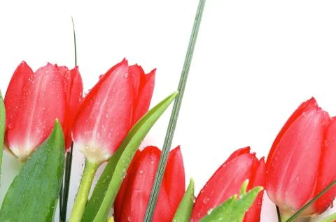 Spring tulips Stock Photos