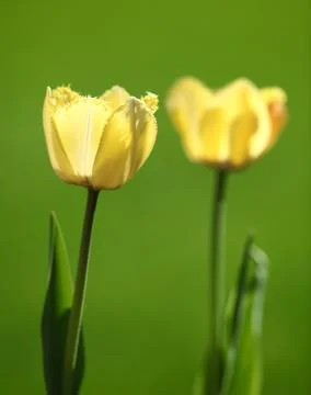 Spring Tulips Stock Photos