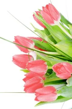 Spring Tulips Stock Photos