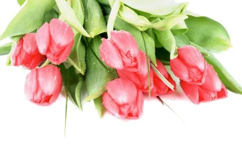 Spring Tulips Stock Photos