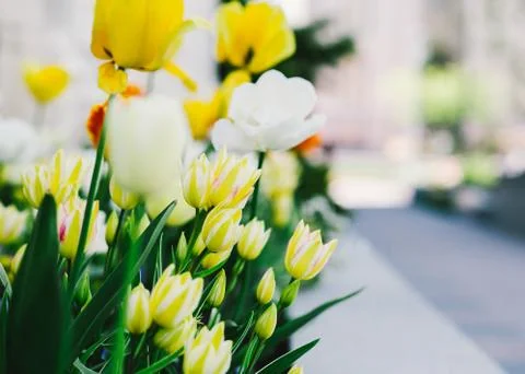 Spring Tulips Foto stock