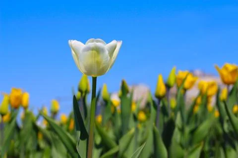 Spring tulips Stock Photos
