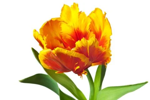 Spring Tulips Stock Photos