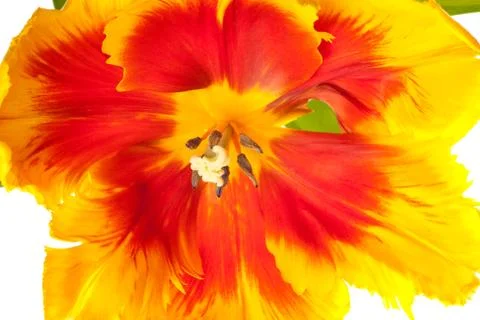 Spring Tulips Stock Photos