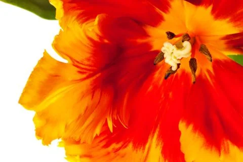 Spring Tulips Stock Photos