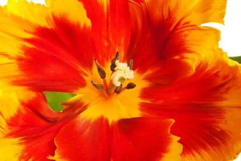 Spring Tulips Stock Photos