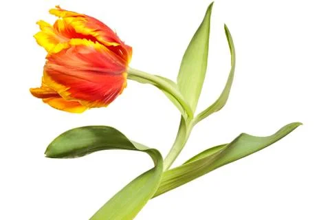Spring Tulips Stock Photos