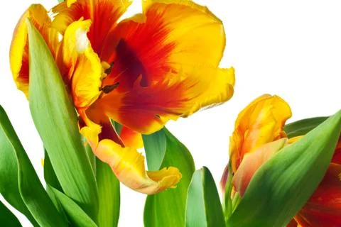 Spring Tulips Stock Photos