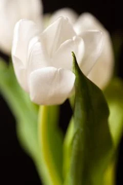 Spring Tulips Stock Photos