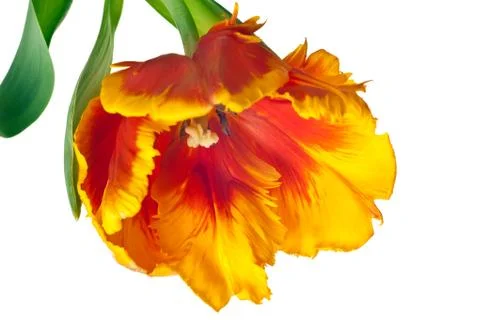 Spring Tulips Stock Photos