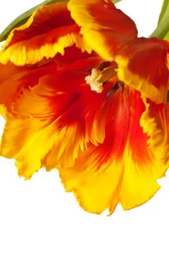Spring Tulips Foto stock